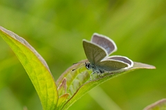 David Plant Photography - Wildlife Photography - Small blue - I